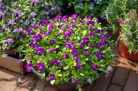 5 Fabulous Plants for Spring Container Gardens