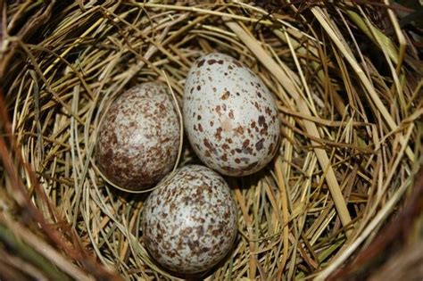 Cardinal Bird Eggs by KarenRoberts - ViewBug.com