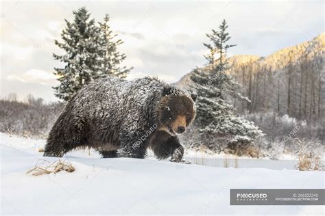 Grizzly bear in the snow at wild nature — danger, travel - Stock Photo ...