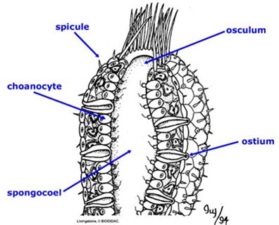 Lab 2 Phylum Porifera Sycon Sponge Flashcards | Quizlet