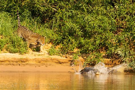 Jaguar | Cat Expeditions | Ethical Wild Cat Photo Tours