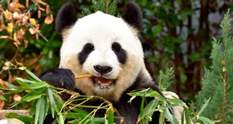 Giant pandas may have only recently switched to eating mostly bamboo