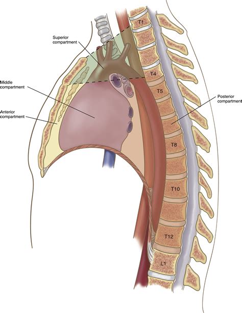 Mediastinal Divisions and Compartments - Thoracic Surgery Clinics