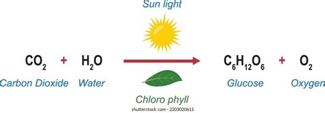 247 imagens de Chemical formula for photosynthesis Imagens, fotos stock ...