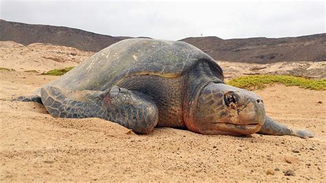 First report of olive ridley sea turtle nesting on Boa Vista! | Turtle ...