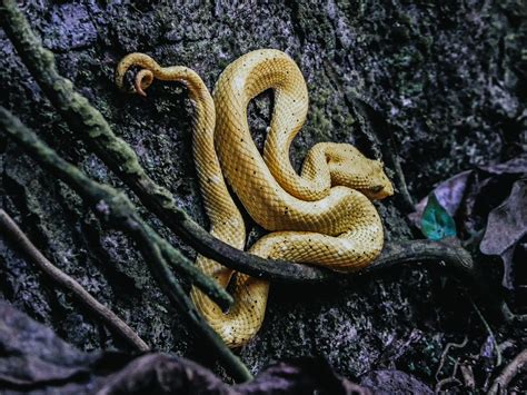 Golden Lancehead Viper