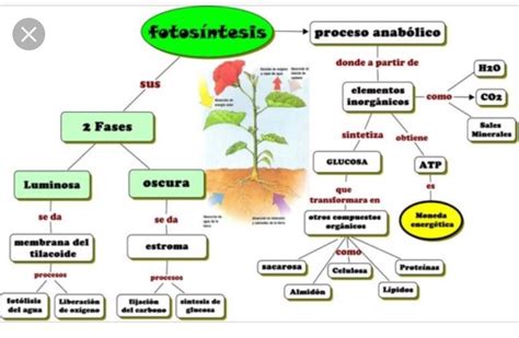 Pin de euge en cs naturales | Fotosintesis de las plantas, Proceso de ...