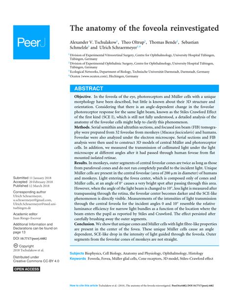 (PDF) The anatomy of the foveola reinvestigated