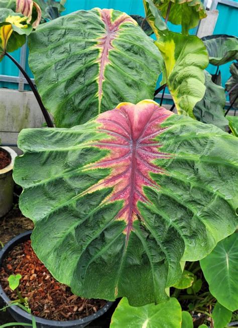 Colocasia esculenta 'Light Pillar' - Tropics @Home