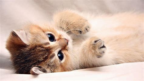 Cute Cats Cat Of Computer Full Pics ~ Gipsypixel HD wallpaper | Pxfuel