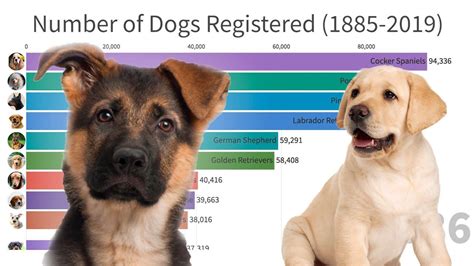 Most Popular Dogs in the World (1885-2019) | Popular dog, Most popular ...