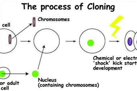 Human Cloning, Part 2 - The Process of Animal Cloning | Science ...