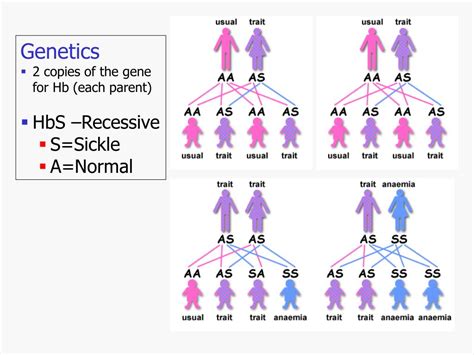 PPT - Sickle Cell Anemia PowerPoint Presentation, free download - ID ...