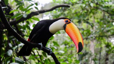 Toucan Fact Sheet | Blog | Nature | PBS