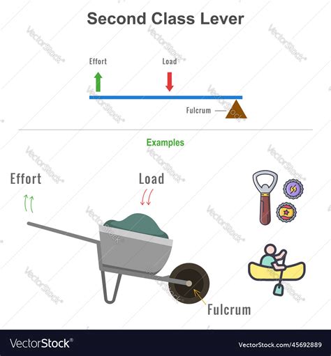 Second class lever with example Royalty Free Vector Image