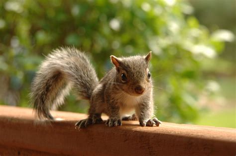 Making Sure Squirrels Don't Chew On Your Wooden Deck - Albaugh & Sons ...