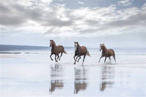 Running Horses On The Beach