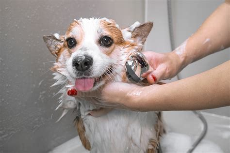 How Often Should You Bathe Your Dog? | Forever Vets