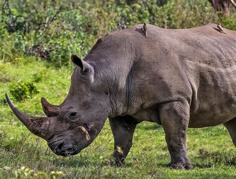 Cannundrums: Southern White Rhinoceros