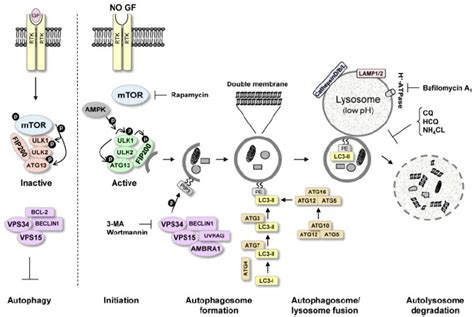 Molecular mechanism of autophagy. Autophagy initiation starts with ...