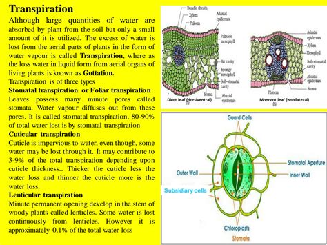 SOLUTION: Transpiration and stomatal physiology - Studypool