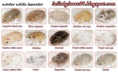 Syrian Hamster Colors Genetics - guideTRAVELing