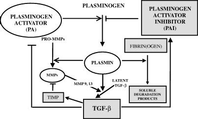 Schematic diagram showing the role of the PA/plasmin system in wound ...