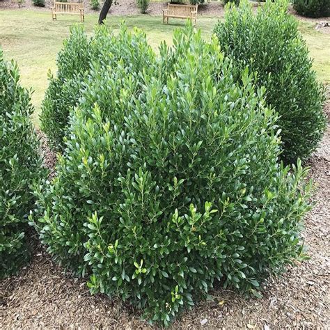 Ilex glabra, Inkberry Shamrock – AMC Nursery & Landscaping, Inc