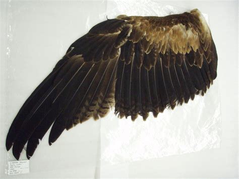 Eagle Wing Anatomy