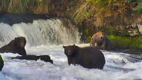 Brooks Falls Brown Bears Snapshot taken by bonidll | Explore.org