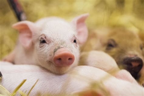 Hay, baby: Newborn farm animals make their zoo debut | MPR News