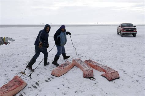 Climate change threatens traditional Inuit food supply in Alaska - The ...