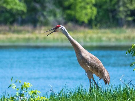 Where Do Sandhill Cranes Live? (Habitat + Distribution) | Birdfact