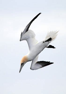 Two Years of Wildlife in the Outer Hebrides | Sea birds, British ...