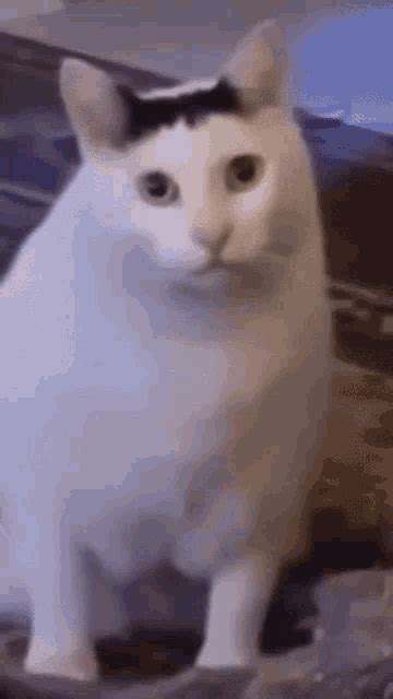 GIF-i na temo Cat Huh | Tenor