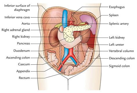 Abdominal Cavity | Definition, Organs & Functions