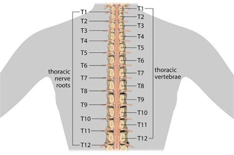 Thoracic Spinal Cord Injury: Functions Affected & Recovery