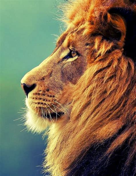 majestic lion king | Animals, Animals beautiful, Lion