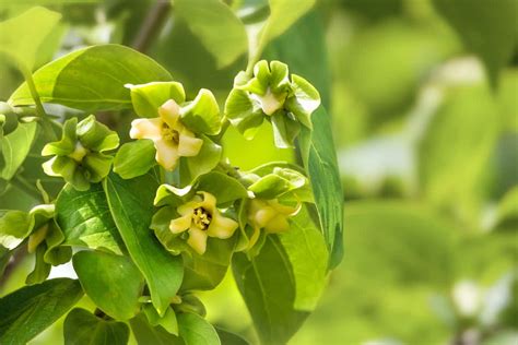 Persimmon Tree Flowers: Beauty, Pollination, and Fruit - Minneopa Orchards