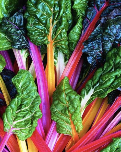 Rainbow Swiss Chard | Spirit Grower