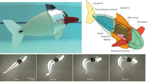 A soft robotic fish. Soft robotic fish physical prototype (top) and ...