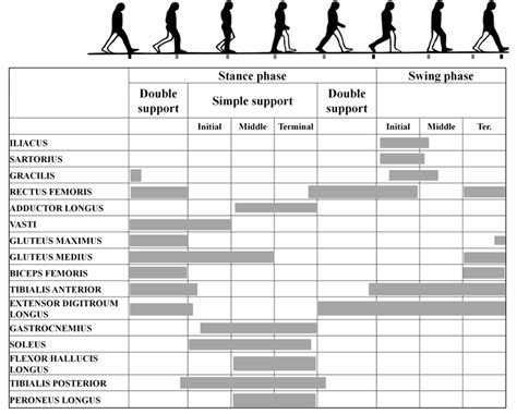 Muscle Activation During Gait Cycle