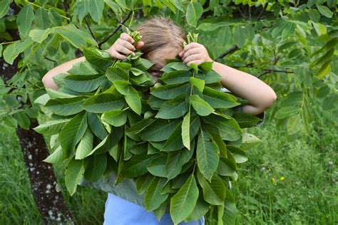 6 Brilliant Uses for Walnut Leaves You Never Knew