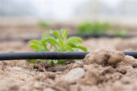 What Is The Difference Between Drip Irrigation And A Sprinkler System?