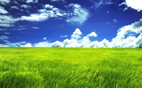 Lush Field Of Grass Wallpaper » Arthatravel.com