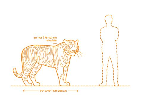 Siberian Tiger (Panthera tigris tigris) Dimensions & Drawings ...