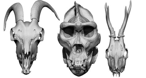 Animal Skulls - Anatomy 360