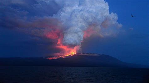 Galapagos Volcano Eruption's Threat to Wildlife Is Small Compared to ...