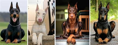 Breed Information and Types of Doberman Pinschers - PetHelpful