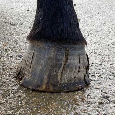 Horse Hoof Cracks – How To Avoid Them & How to Fix Them